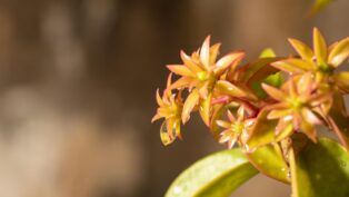 Planta ora-pro-nobis