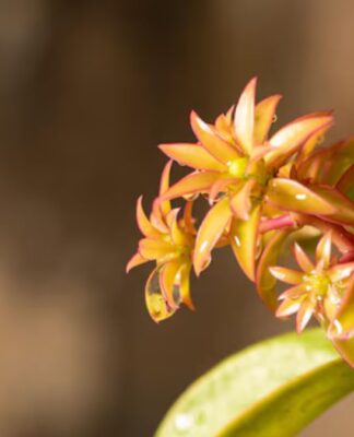 Planta ora-pro-nobis