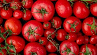 Vários tomates bem vermelhos e de diferentes tamanhos