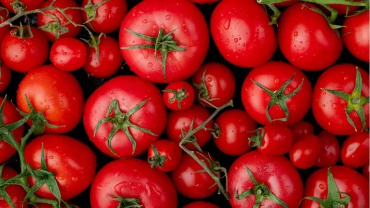 Vários tomates bem vermelhos e de diferentes tamanhos