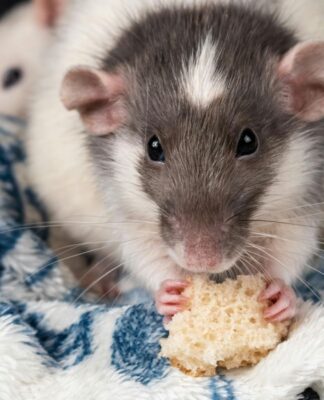 Rato preto e branco comendo migalha de biscoito. (Crédito: Pexels)