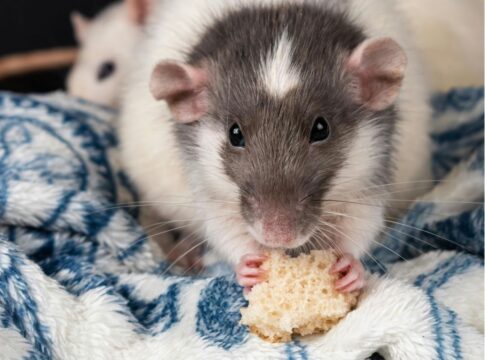 Rato preto e branco comendo migalha de biscoito. (Crédito: Pexels)