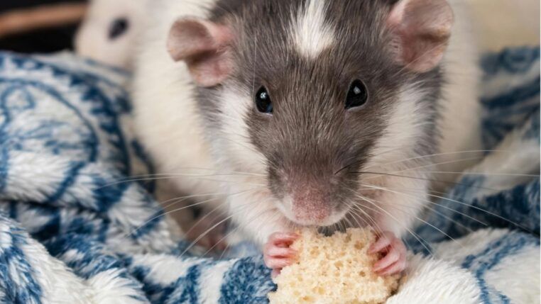 Rato preto e branco comendo migalha de biscoito. (Crédito: Pexels)