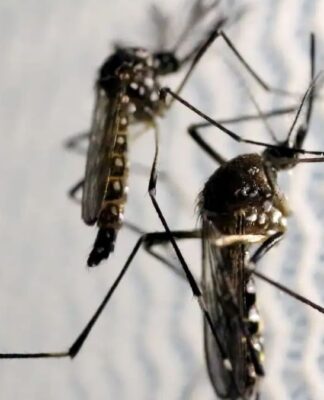 M|osquito Aedes aegypti em superzoom