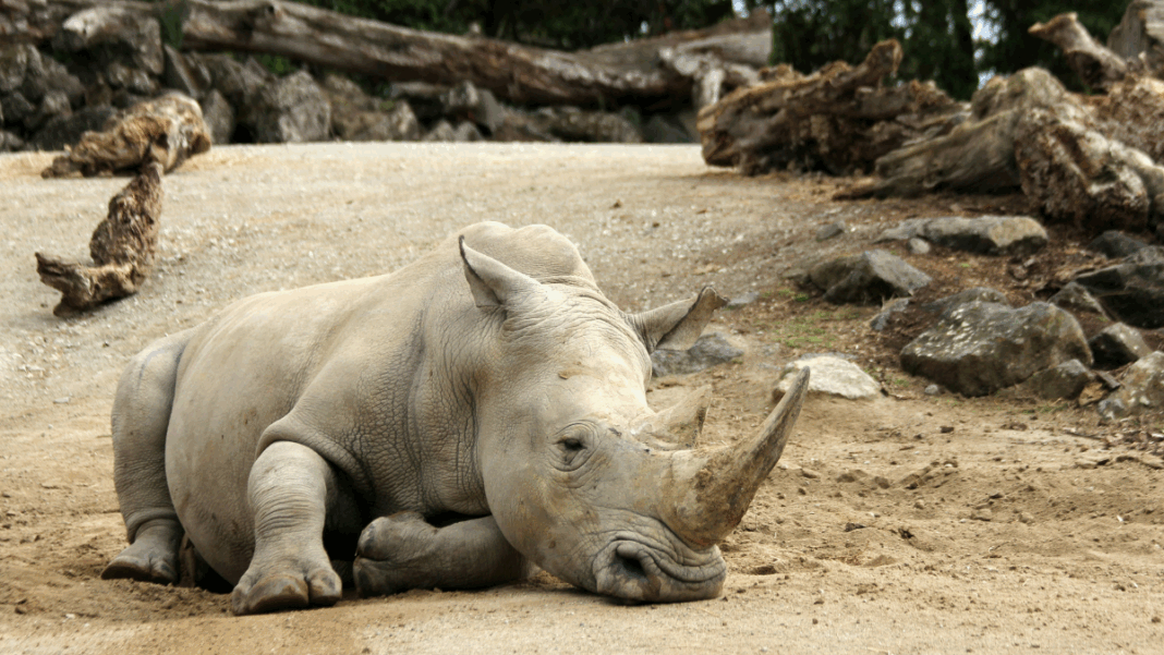 Rinoceronte deitado sobre o chão arenoso, com a cabeça apoiada no solo e os grandes chifres voltados para frente; troncos e rochas compõem o ambiente ao redor.