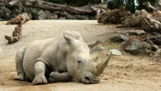 Rinoceronte deitado sobre o chão arenoso, com a cabeça apoiada no solo e os grandes chifres voltados para frente; troncos e rochas compõem o ambiente ao redor.