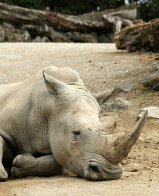 Rinoceronte deitado sobre o chão arenoso, com a cabeça apoiada no solo e os grandes chifres voltados para frente; troncos e rochas compõem o ambiente ao redor.