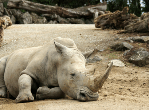 Rinoceronte deitado sobre o chão arenoso, com a cabeça apoiada no solo e os grandes chifres voltados para frente; troncos e rochas compõem o ambiente ao redor.