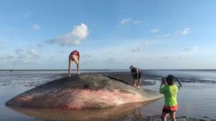 Baleia encontrada encalhada e morta na praia de Chaves, em Marajó