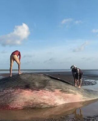 Baleia encontrada encalhada e morta na praia de Chaves, em Marajó