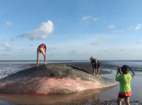 Baleia encontrada encalhada e morta na praia de Chaves, em Marajó