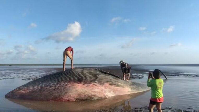 Baleia encontrada encalhada e morta na praia de Chaves, em Marajó