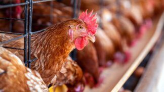 Galinha entre grades de uma granja