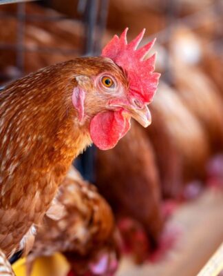 Galinha entre grades de uma granja