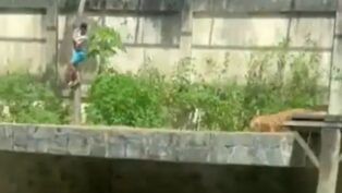 Homem desce pela árvore, dentro da jaula, enquanto leoa o observa