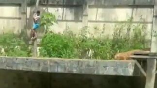 Homem desce pela árvore, dentro da jaula, enquanto leoa o observa