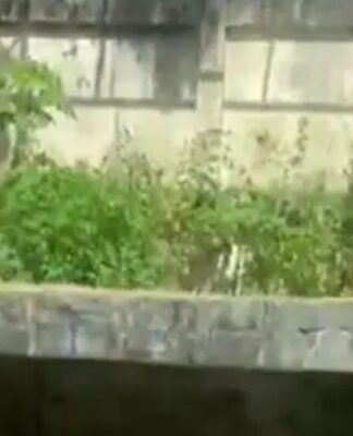 Homem desce pela árvore, dentro da jaula, enquanto leoa o observa