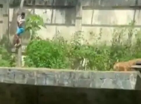 Homem desce pela árvore, dentro da jaula, enquanto leoa o observa