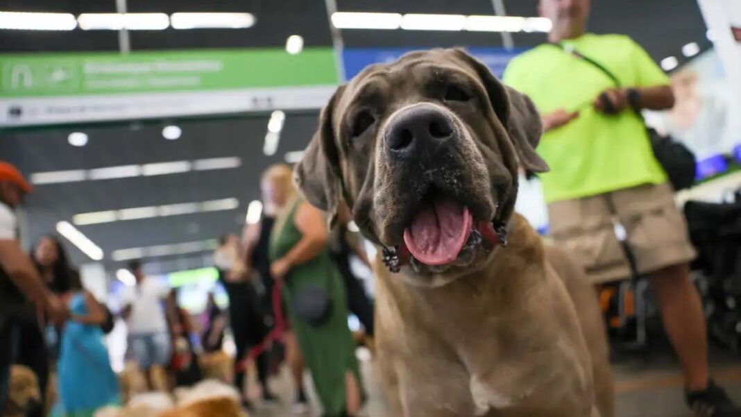 Tutores de pets fazem protesto no Aeroporto Juscelino Kubitschek de Brasília cobrando justiça pela morte do Golden Retriever Joca, durante viagem aérea