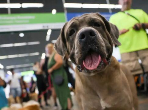 Tutores de pets fazem protesto no Aeroporto Juscelino Kubitschek de Brasília cobrando justiça pela morte do Golden Retriever Joca, durante viagem aérea
