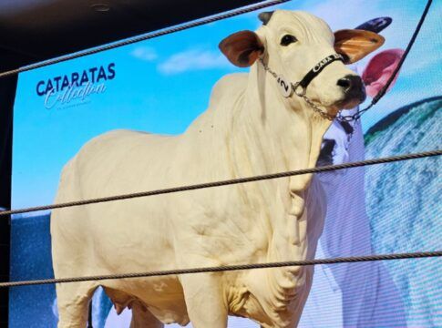 Vaca, de cor branca e recordista em valor, é apresentada durante leilão