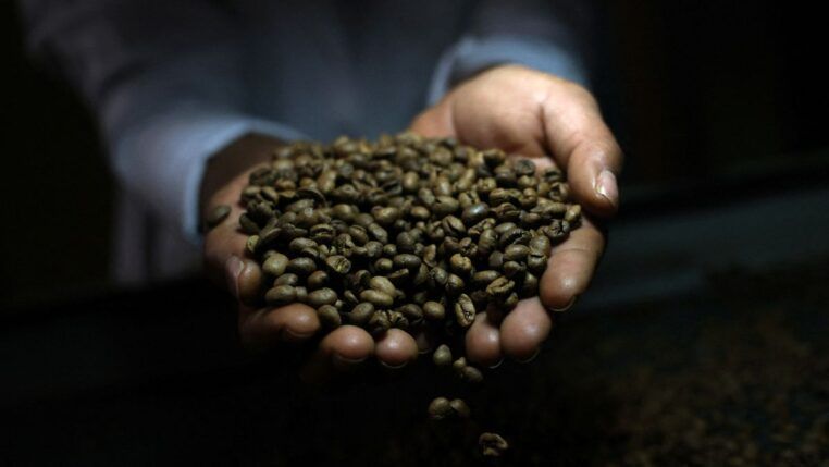 Mãos segurando grãos de café