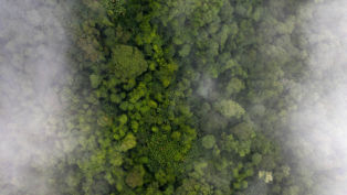Vista aérea de uma floresta densa e verde, parcialmente coberta por névoa, revelando copas de árvores tropicais em diferentes tons de verde.