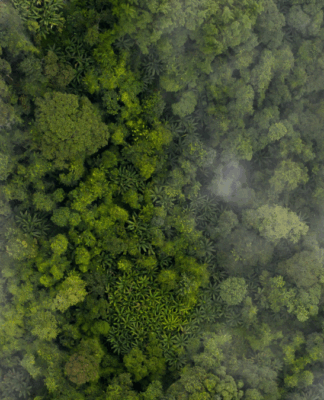 Vista aérea de uma floresta densa e verde, parcialmente coberta por névoa, revelando copas de árvores tropicais em diferentes tons de verde.