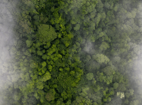 Vista aérea de uma floresta densa e verde, parcialmente coberta por névoa, revelando copas de árvores tropicais em diferentes tons de verde.
