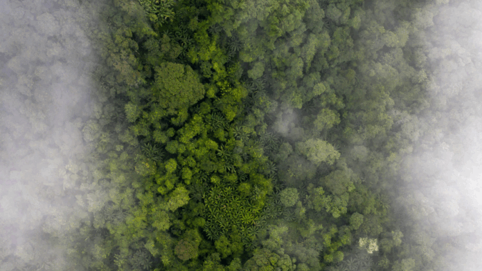 Vista aérea de uma floresta densa e verde, parcialmente coberta por névoa, revelando copas de árvores tropicais em diferentes tons de verde.