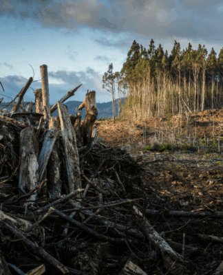 Área de desmatamento com troncos e galhos empilhados no primeiro plano, enquanto ao fundo permanece um pequeno trecho de floresta de árvores altas sob céu nublado.