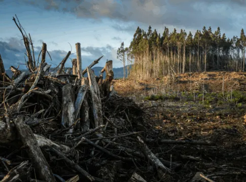 Área de desmatamento com troncos e galhos empilhados no primeiro plano, enquanto ao fundo permanece um pequeno trecho de floresta de árvores altas sob céu nublado.