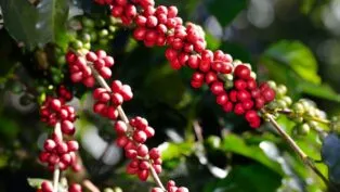 Plantação de café