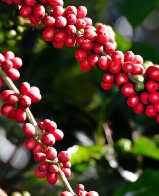 Plantação de café