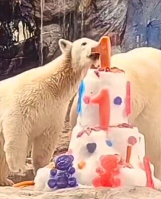 Ursa polar nascida no Aquário de São Paulo completa um ano de vida