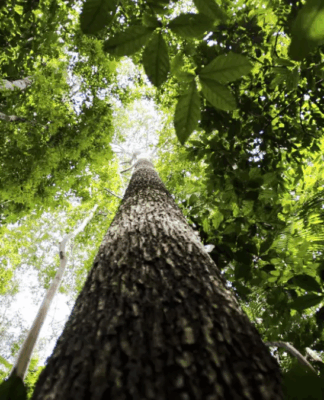 TFFF: entenda como vai funcionar o fundo para proteger florestas tropicais criado por Lula
