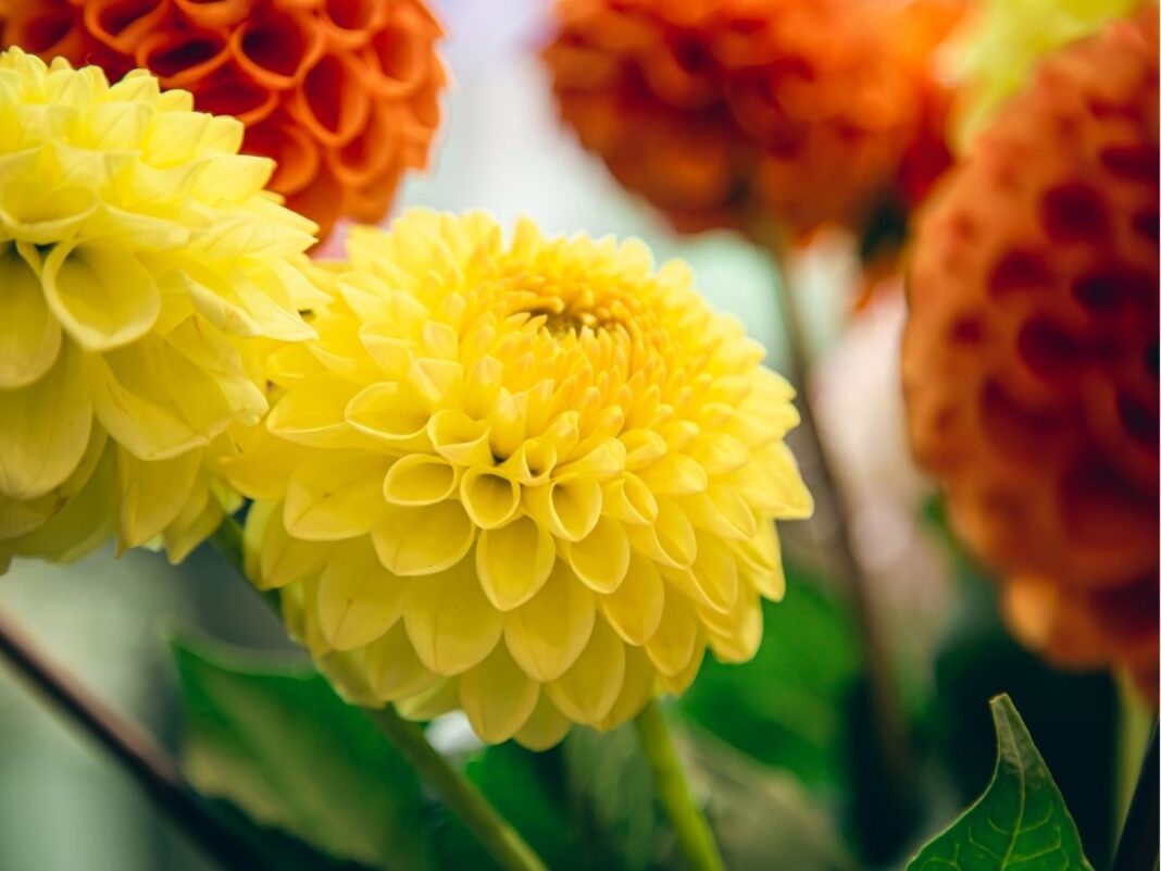 Crisântemos nas cores laranja e amarelo juntos.