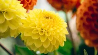 Crisântemos nas cores laranja e amarelo juntos.