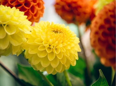 Crisântemos nas cores laranja e amarelo juntos.