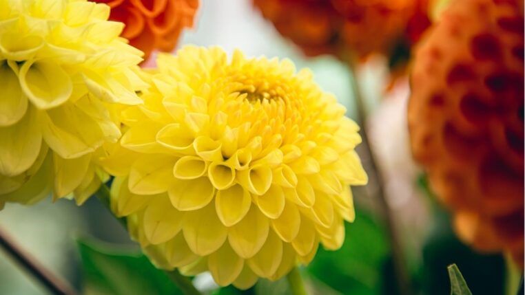 Crisântemos nas cores laranja e amarelo juntos.