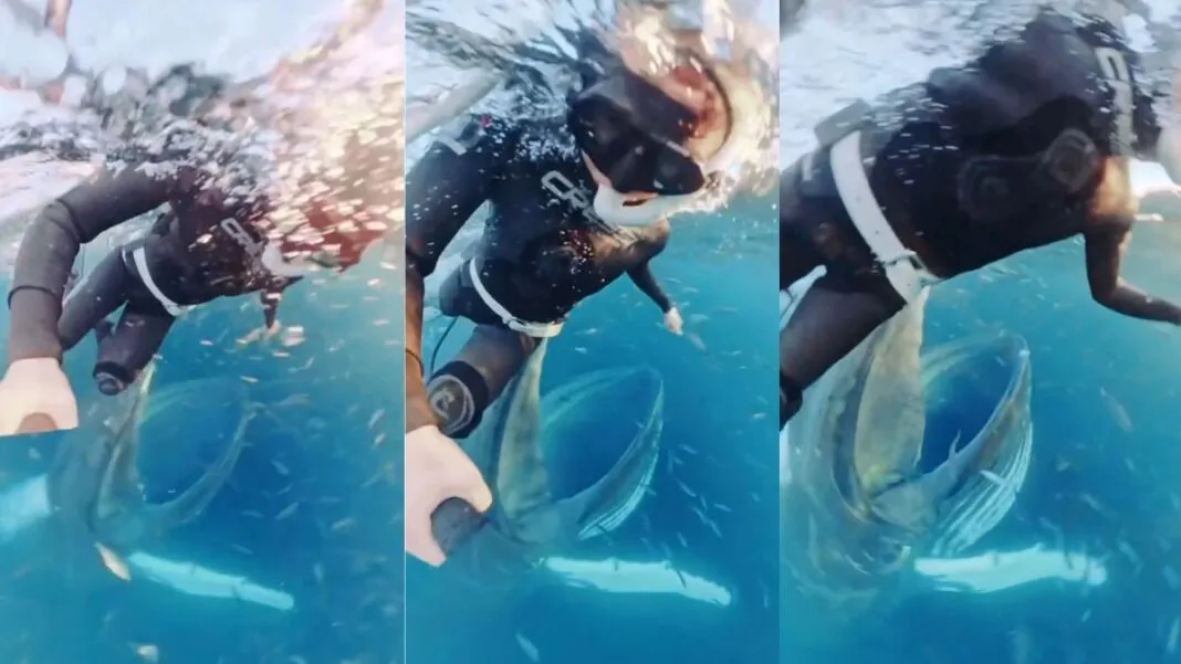 Bióloga quase sendo engolida por uma baleia-jubarte