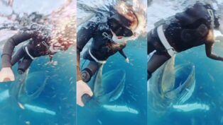 Bióloga quase sendo engolida por uma baleia-jubarte