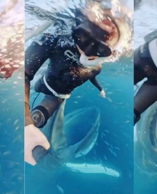 Bióloga quase sendo engolida por uma baleia-jubarte