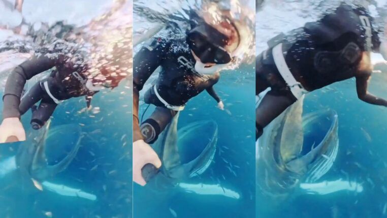 Bióloga quase sendo engolida por uma baleia-jubarte