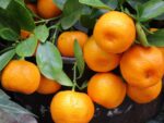 Tangerinas