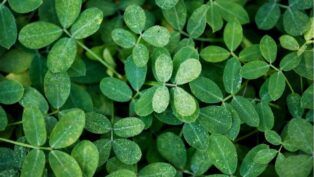 Planta moringa em diferentes tamanhos.