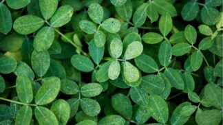 Planta moringa em diferentes tamanhos.