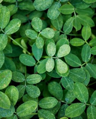Planta moringa em diferentes tamanhos.