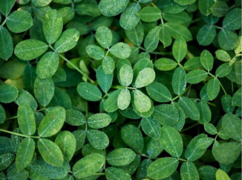 Planta moringa em diferentes tamanhos.