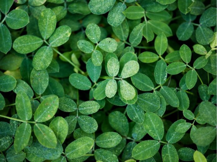 Planta moringa em diferentes tamanhos.